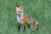 Le personnage du renard en 5ème