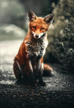 Le personnage du renard