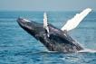 La baleine