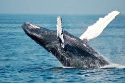 La baleine