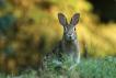 Le Lapin