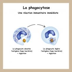 Le corps humain et la santé 