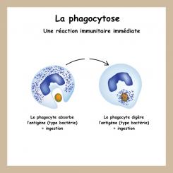 Le corps humain et la santé 