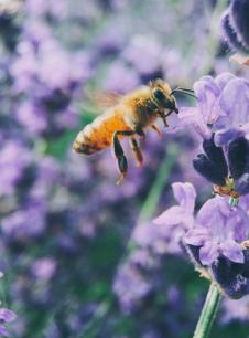 abeilles
