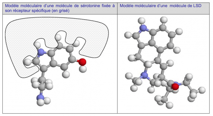 modèle moléculaire de sérotomine