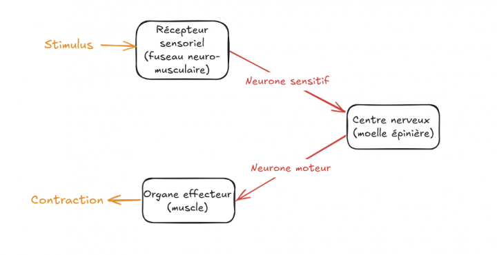 CHS REFLEXE ARC  Schéma 