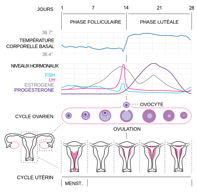 fonctionnement hormonal