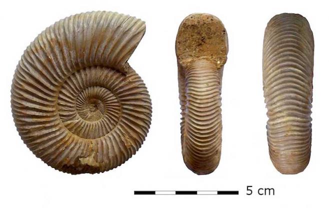 Fossile d’Ammonite 6ème SVT