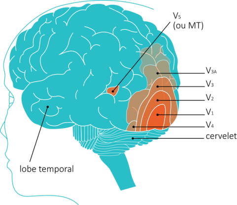 les aires cérébrales de la face interne du cerveau