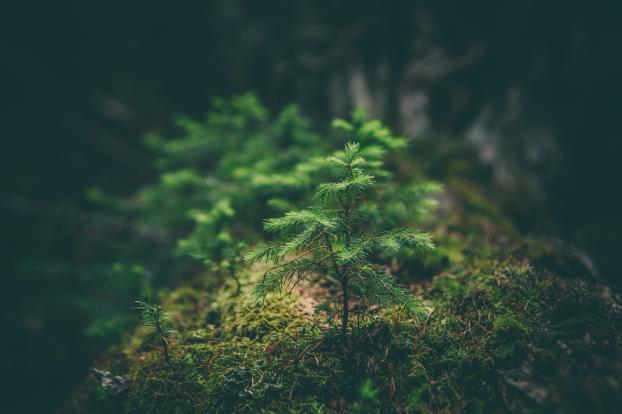 matthew-smith-Rfflri94rs8-unsplash