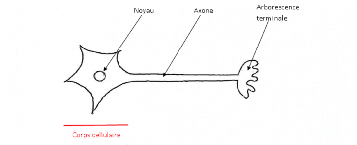 Représentation simplifiée d'un neurone