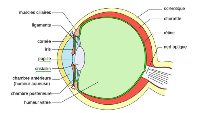 Schéma de l'oeil_sciences 1re Bac