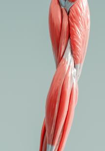 SVT Muscles