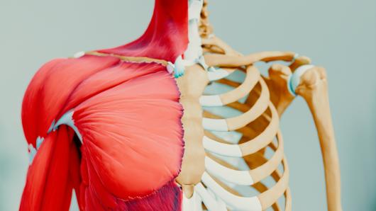 SVT os et muscles