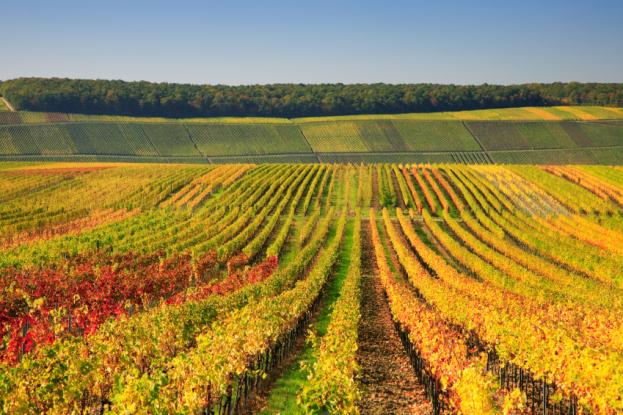 Vignes à Bordeaux