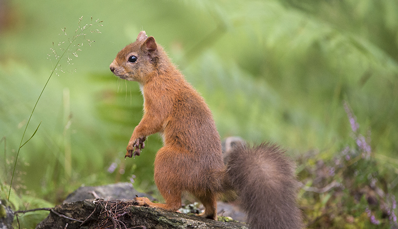 animaux à poils