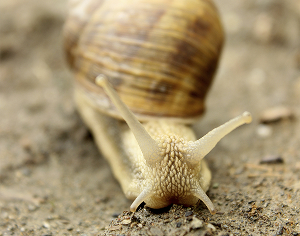 animaux à carapaces